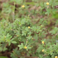 Stylosanthes fruticosa (Retz.) Alston